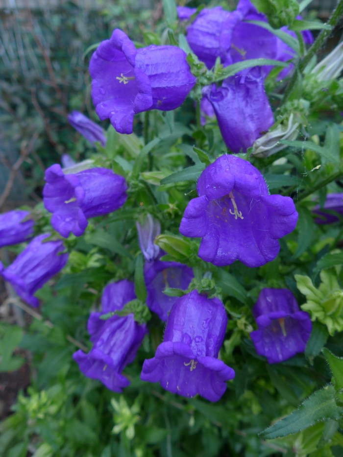 wp-1402334695577 image