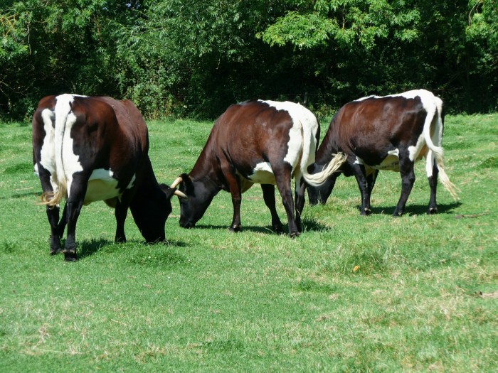 wp-1407263325382 image