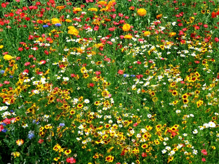 wp-1407597629056 image