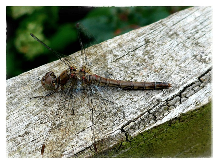 wp-1410550026605 image