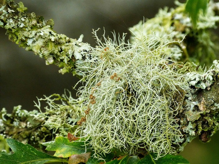 wp-1412027970242 image