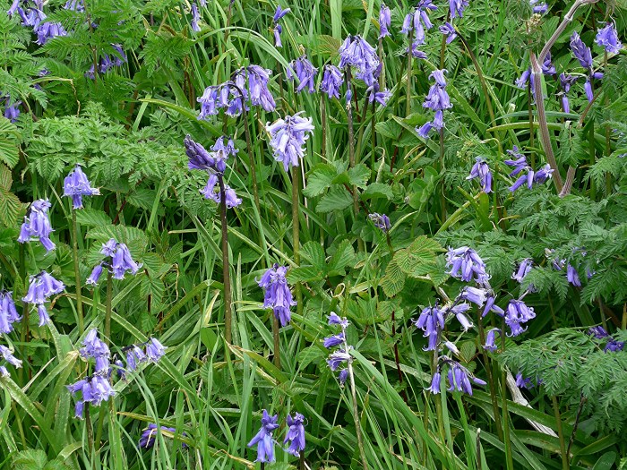 wp-1433451081517 image