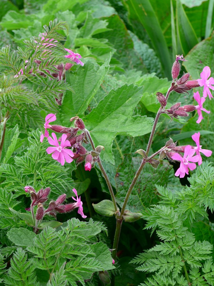 wp-1433451124963 image