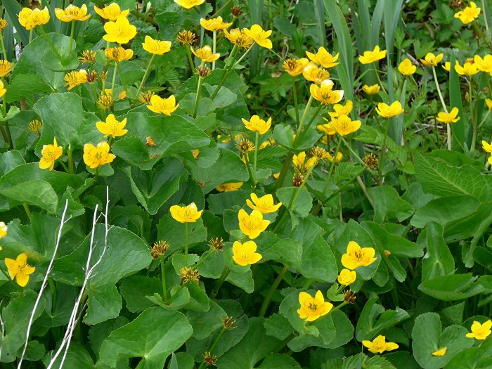 wp-1433451160604 image