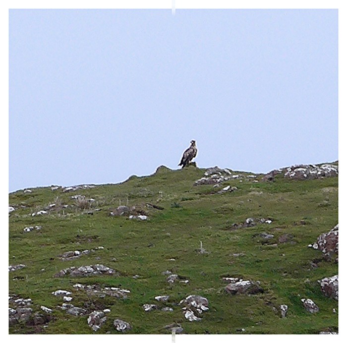 wp-1433451584138 image